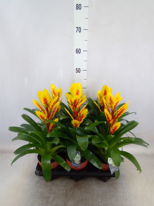 <h4>Vriesea  'Intenso Yellow Flame'</h4>