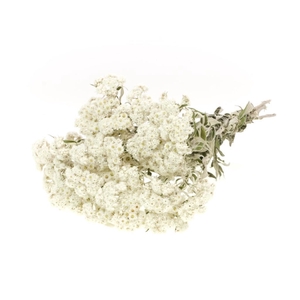 DRIED FLOWERS - ANAPHALIS NATURAL WHITE
