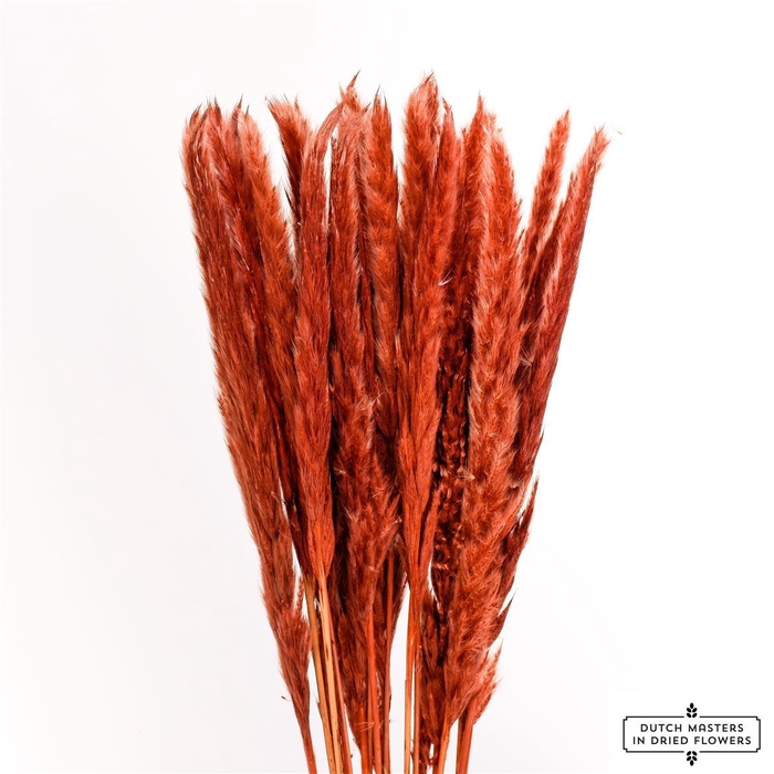 <h4>Dried Fluffy Pampas Brown Bunch Slv</h4>