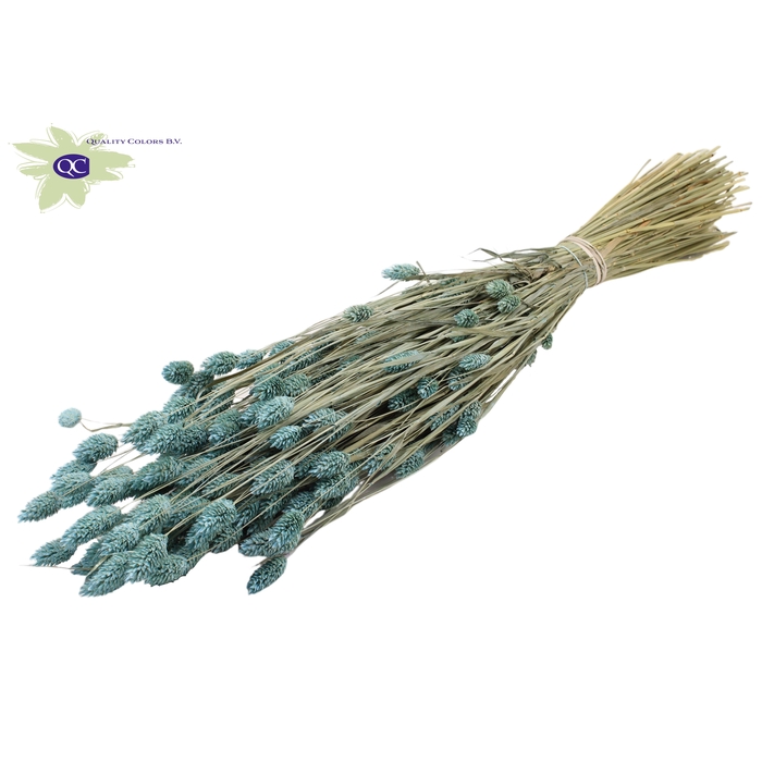 <h4>Phalaris per bunch Frosted Light Blue</h4>