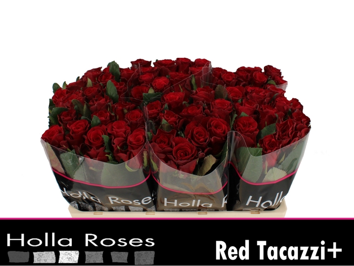 <h4>Rosa la red tacazzi</h4>