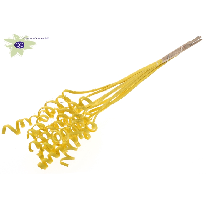 <h4>Cane Spring on stem Covered Yellow</h4>