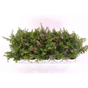Cuphea hyssopifolia Floriglory® Twin