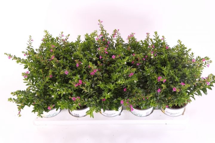 Cuphea hyssopifolia Floriglory® Twin