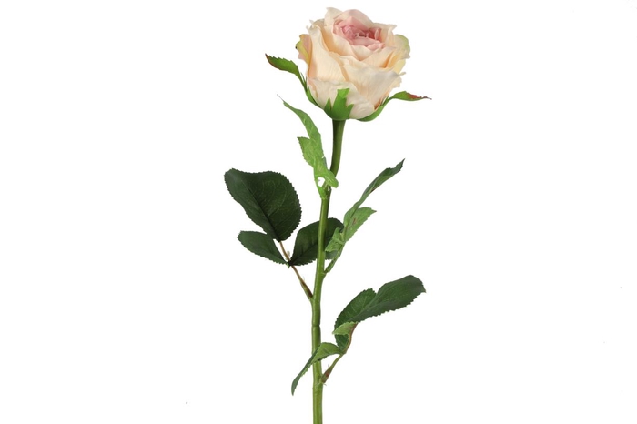 Af Rosa L70cm L.roze