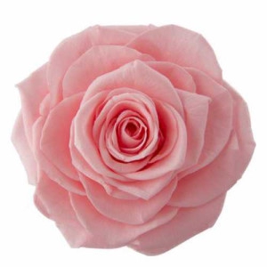 PRESERVED ROSES AVA BABY PINK 16PCS