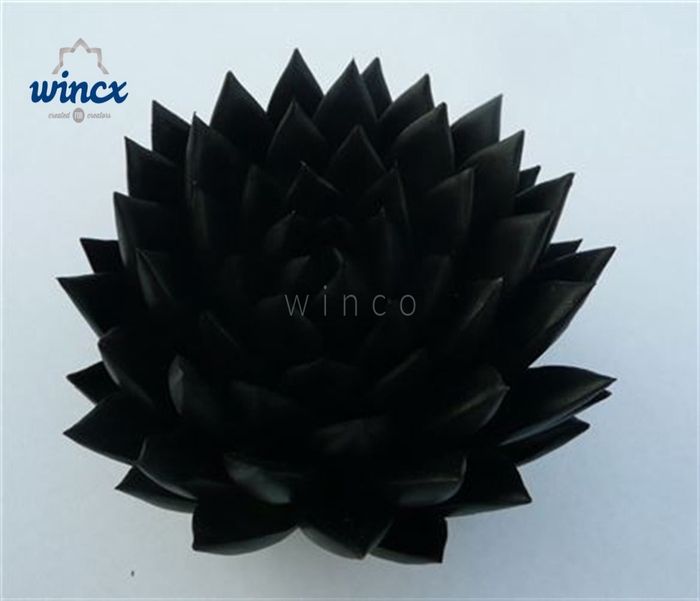 Echeveria Agavoides Paint Black Cutflower Wincx-10cm