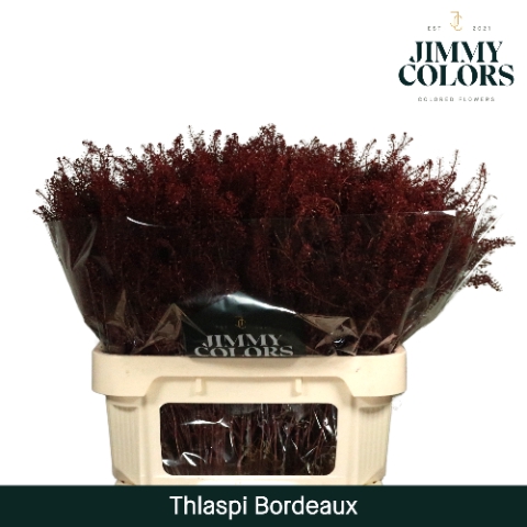 <h4>Thlaspi gekleurd Klbh. Bordeaux</h4>