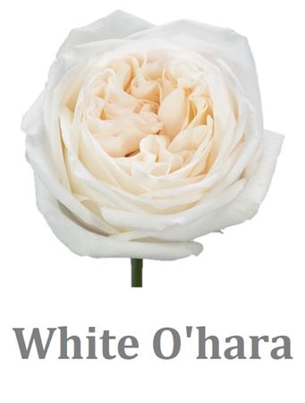 <h4>R Gr White Ohara</h4>