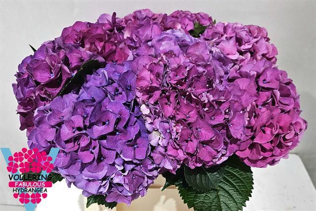 <h4>Hydrangea sibilla purple</h4>