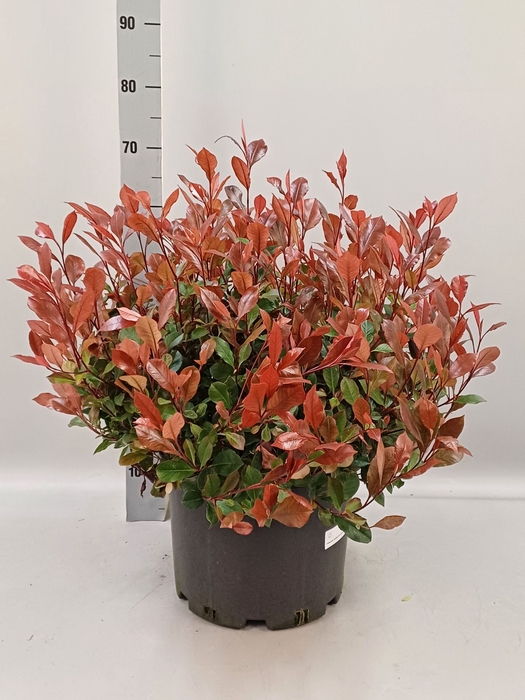 <h4>Photinia fr. Little Red Robin</h4>