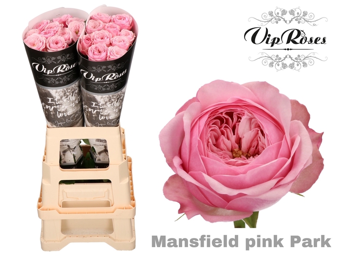 Rosa la garden mansfield pink park