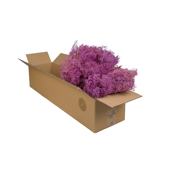 <h4>Droogbloemen-Broombloom Lilac Pastel</h4>