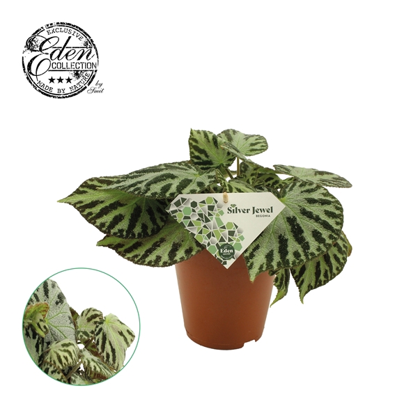 Begonia Silver Jewell 15cm