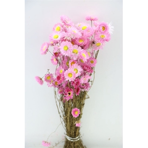 Dried Acroclinium Pink/white Bunch