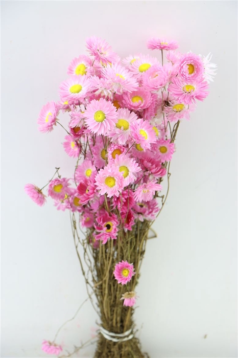 Dried Acroclinium Pink/white Bunch