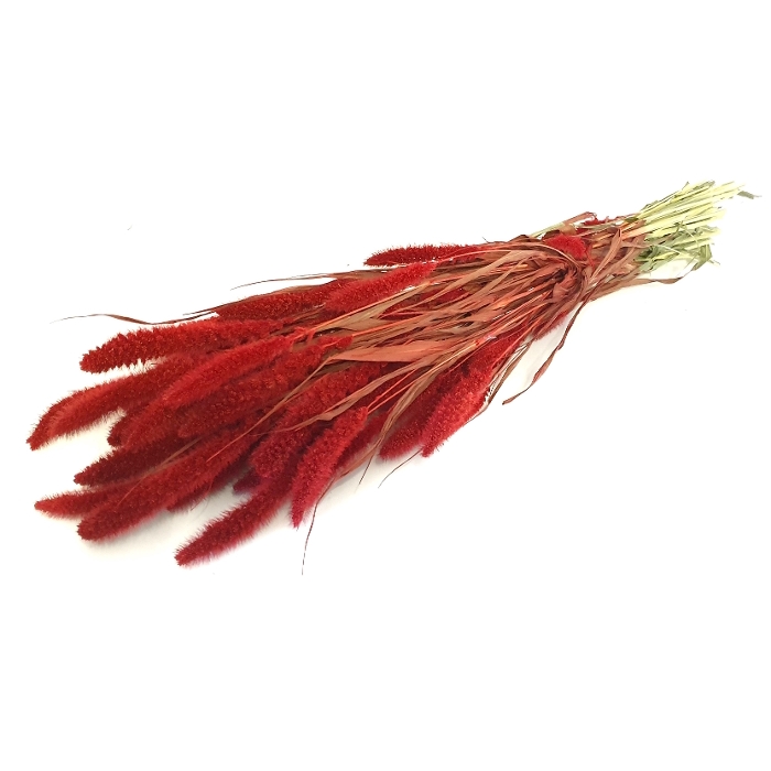 <h4>DRIED FLOWERS - SETARIA red</h4>