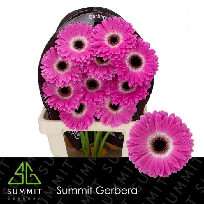 <h4>Gerbera Cubanita Flowerracket</h4>