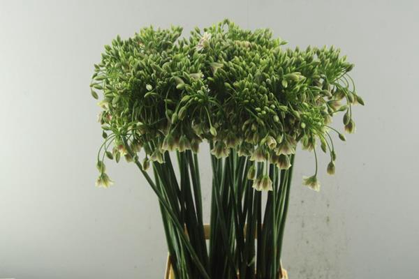 <h4>Allium Nect Siculum L 85</h4>