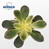 Aeonium Kiwi Cutflower Wincx-8cm