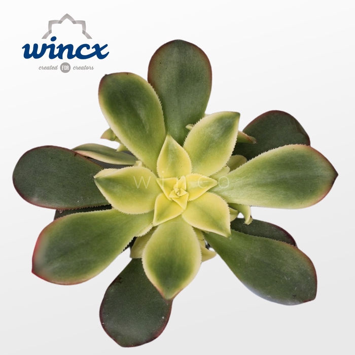 Aeonium Kiwi Cutflower Wincx-5cm