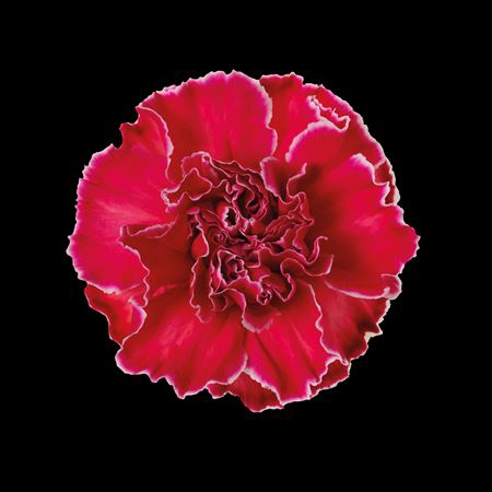 Dianthus St Red