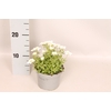 vaste planten 12 cm Saxifraga White