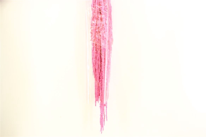 <h4>Pres Amaranthus Caud Pink Bunch</h4>