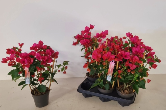 BOUGAINV RED P12