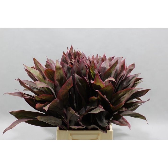 <h4>CORDYLINE TIPS RED 55 CM</h4>