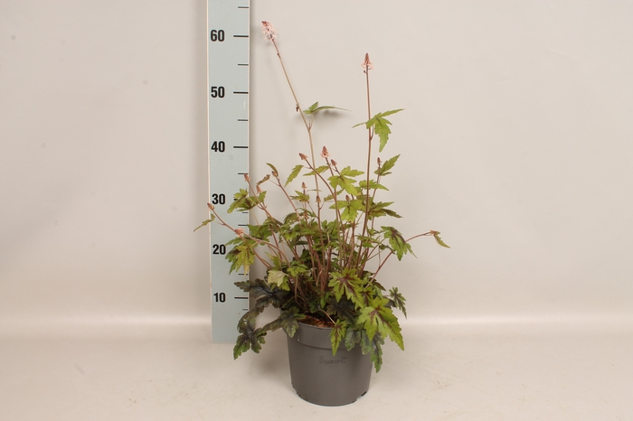 vaste planten 19 cm  Tiarella Sugar & Spice