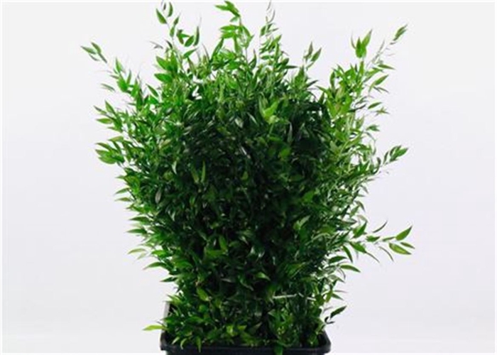 <h4>Ruscus Soft Short 150gr Italy</h4>