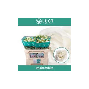 Lisianthus du Rosita White