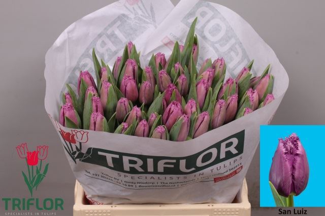 <h4>Tulipa (Fri. San Luiz</h4>
