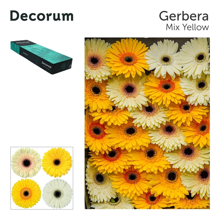<h4>Gerbera Mix Yellow Doos</h4>