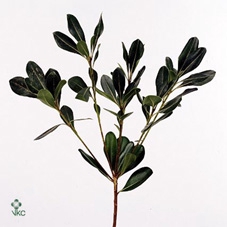<h4>Leaf pittosporum nurit</h4>
