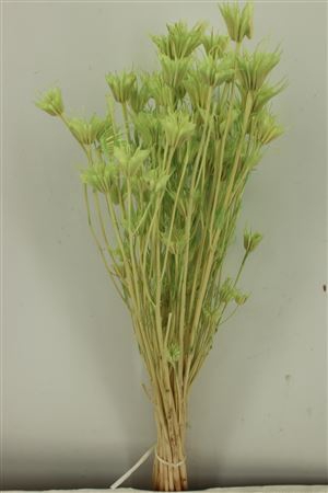 <h4>Dried Nigella Orientalis Bl Mint Green Bunch</h4>