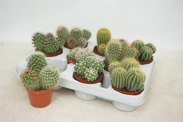 Cactus mix 8,5Ø 13cm