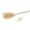 DRIED FLOWERS - FLUFFY REED GRASS NATURAL PINK