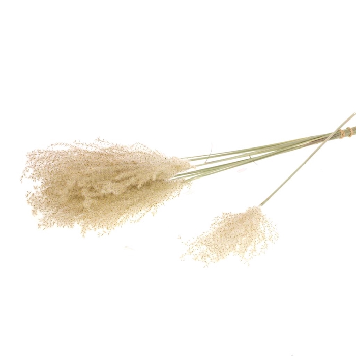 DRIED FLOWERS - FLUFFY REED GRASS 10PC NATURAL