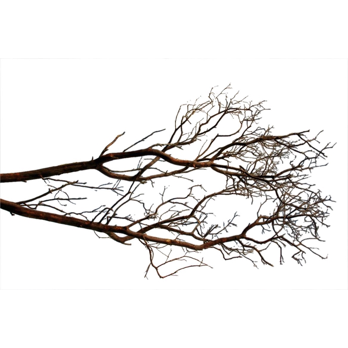 <h4>Branch Manzanita H180</h4>