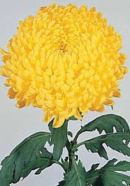 Chrysanthemum monoflor snowdon amarillo