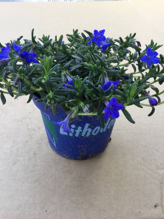 Lithodora diffusa Blue