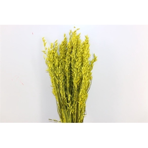 Dried Avena Exclusive Yellow Bunch
