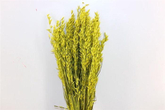 Dried Avena Exclusive Yellow Bunch