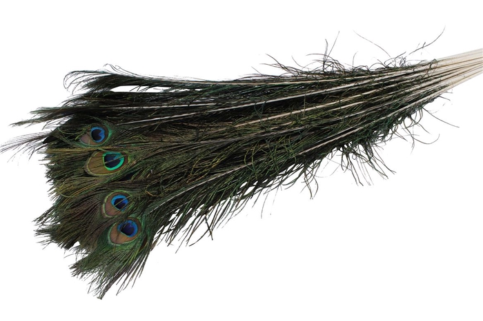 <h4>Feather Peacock ( Pauwenveren )</h4>