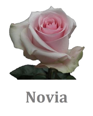 <h4>R Gr Novia</h4>