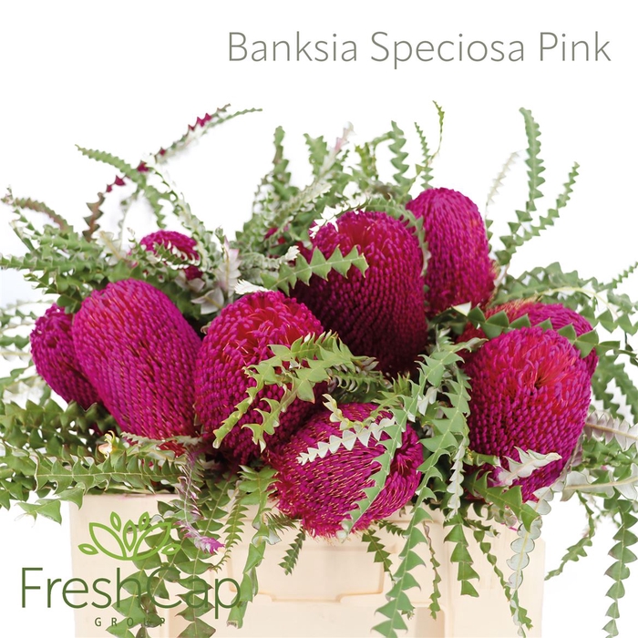 <h4>Banksia Speciosa Pink</h4>