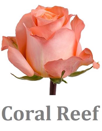 <h4>R Gr Coral Reef</h4>