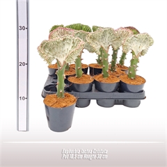 <h4>Euphorbia lactea Cristata</h4>